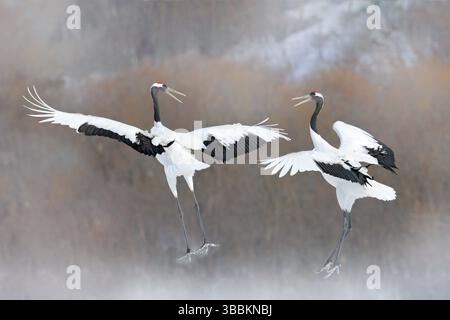 Paire de grues à couronne rouge avec ailes ouvertes, hiver Hokkaido, Japon. Danse enneigée dans la nature. La cour de beaux grands oiseaux blancs dans la neige. Bi Banque D'Images