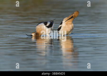 Avocet américain (Recurvirostra americana), Arizona, États-Unis, Amérique du Nord Banque D'Images