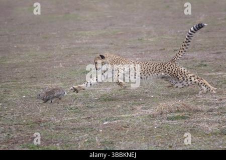 Guépard (Acinonyx jubatus) chasseur de lapin, Castille-la Manche, Espagne, Europe Banque D'Images