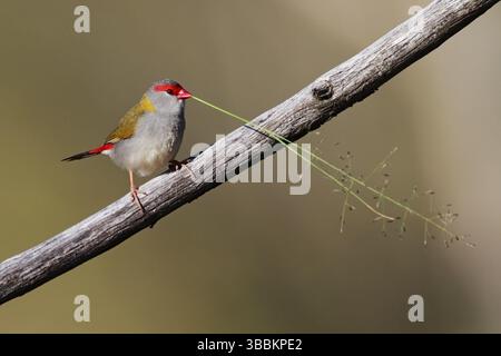 Accouplement mâle de Finlandais à sourcils rouges (Neochmia temporalis), territoire de la capitale australienne, Australie, Océanie Banque D'Images