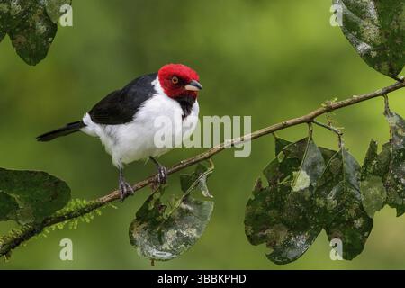 Cardinal à coiffe rouge (Paroaria gularis) perché sur une branche dans le parc national de Manu, Pérou, Amérique du Sud Banque D'Images