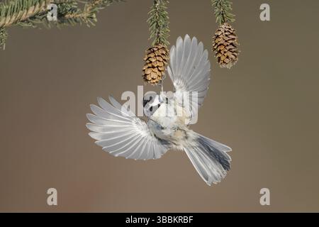 Chickadee à coiffe noire (Poecile atricapillus) volant, Alaska, États-Unis, Amérique du Nord Banque D'Images