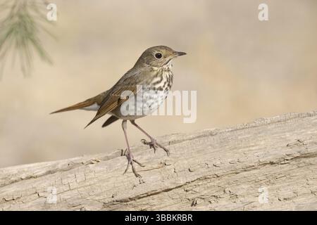 Muguet ermite (Catharus guttatus) perché sur une bûche, Californie, États-Unis, Amérique du Nord Banque D'Images