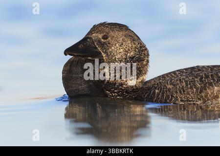 Canard musqué (Biziura lobata), Australie occidentale, Australie, Océanie Banque D'Images