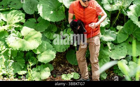 Homme portant un gilet rouge et des lunettes de soleil promène chat noir en laisse dans un espace vert luxuriant, entouré de grandes feuilles vertes. Le chat semble détendu et curieux Banque D'Images