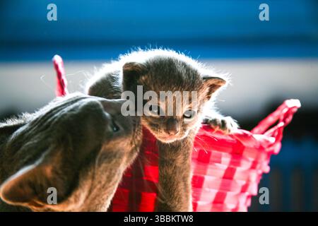 Chat bébé mignon de race bleu russe regardant hors de petit panier rose petit, tandis que la mère chat prend soin d'elle. Gros plan détaillé d'un vieux papillon de nuit Banque D'Images