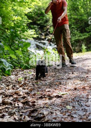 Chat portant une laisse guidé par le propriétaire sur un chemin forestier. Le chat semble prudent tandis que le propriétaire l'encourage doucement vers l'avant, entouré de luxuriants Banque D'Images