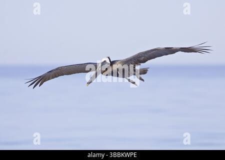 Pélican brun (Pelecanus occidentalis) volant, Équateur, Amérique du Sud Banque D'Images