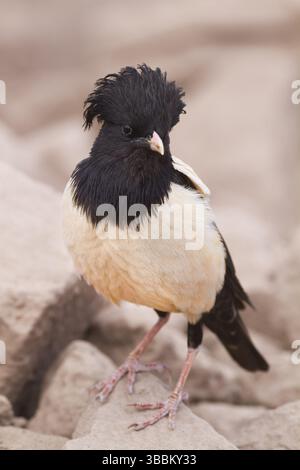 Starling de couleur rose - Rostenstar - Pastor roseus, Kazakhstan, adulte, Asie Banque D'Images