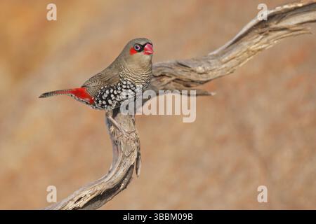 Firetail à oreilles rouges (Stagonopleura oculata), Australie occidentale, Australie, Océanie Banque D'Images