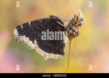 Der Trauermantel (Nymphalis antiopa) vor der Ueberwinterung Banque D'Images
