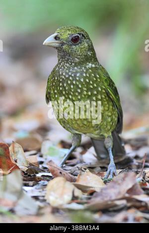 Oiseau à chat vert (Ailuroedus crassirostris), Nouvelle-Galles du Sud, Australie, Océanie Banque D'Images