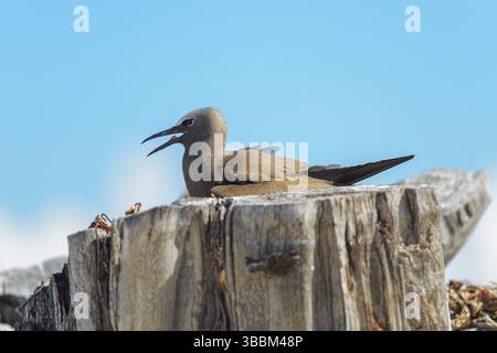 Brown Noddy (Anous stolidus) Calling, Bird Island, Seychelles, Afrique Banque D'Images