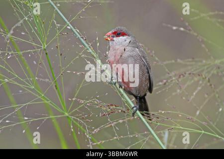 Bec de cire commun (Estrilda astrild), Masai Mara, Kenya, Afrique Banque D'Images