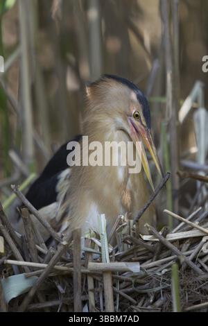 Petit mâle (Ixobrychus minutus) au nid, Nizhegorodskaya, Russie, Europe Banque D'Images