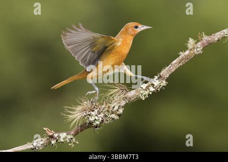 Femelle Baltimore Oriole sur la branche de forêt de nuages Banque D'Images