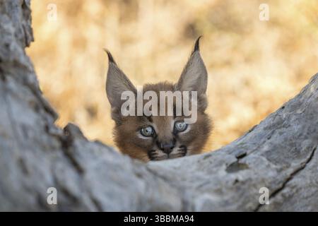 Caracal (Caracal Caracal) portrait de petit, Castille-la Manche, Espagne, Europe Banque D'Images