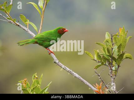 Tanager vert (Chlorornis riefferii), Cuzco, Pérou, Amérique du Sud Banque D'Images