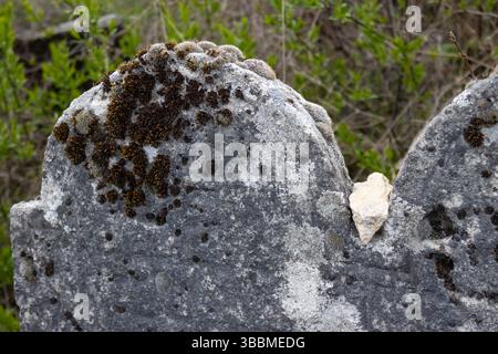Tradition typique d'apporter les pierres sur les tombes de parents et d'amis. Détail d'une pierre dans un cimetière juif historique abandonné. Trstin, Banque D'Images