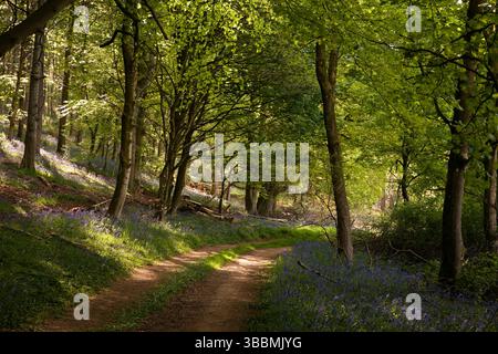 Bluebells dans Flakebridge Wood au printemps, près de Dufton, Cumbria Banque D'Images
