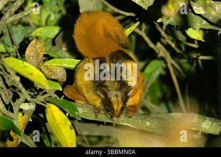 Une image de l'écureuil volant géant du Bhoutan (Petaurista nobilis), capturée dans son habitat naturel au sanctuaire de faune de Pangolakha, Sikkim, Inde. Banque D'Images