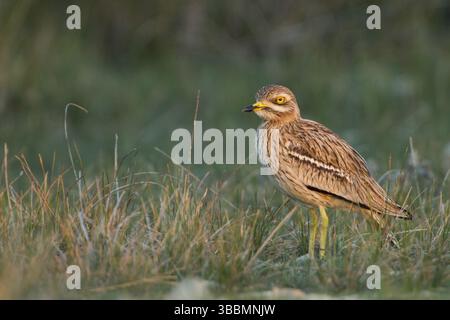 Courlis de pierre eurasien (Burhinus oedicnemus) en champ, Dalmatie, Croatie, Europe Banque D'Images