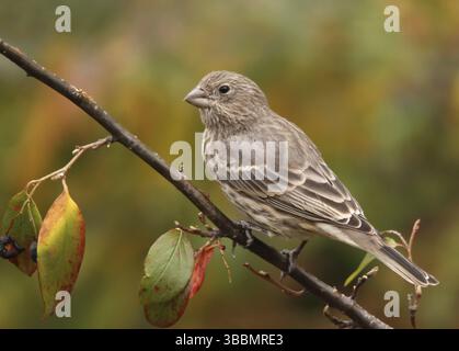 Finch de maison, Carpodacus mexicanus, oiseau femelle perché à Saskatoon, Saskatchewan Banque D'Images