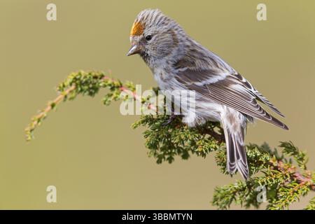 Birkenzeisig, Redpoll commun, Redpoll, Carduelis flammea, Acanthis flammea, Sizerin flamme, Pardillo Sizerin Banque D'Images
