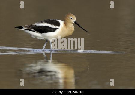 Avocet américain (Recurvirostra americana), Washington, États-Unis, Amérique du Nord Banque D'Images