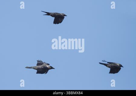 Troupeau volant de jackdaw occidental (Coloeus monedula soemmerringii), Grèce, Europe Banque D'Images