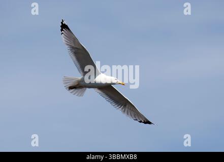 Goéland argenté, Silbermöwe, Goéland argenté, Larus argentatus, ezüstsirály, Hortobágy, Hongrie, Magyarország, Europe Banque D'Images