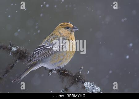 Pine Grosbeak - Hakengimpel - Pinicola enucleator, Finlande, Europe Banque D'Images