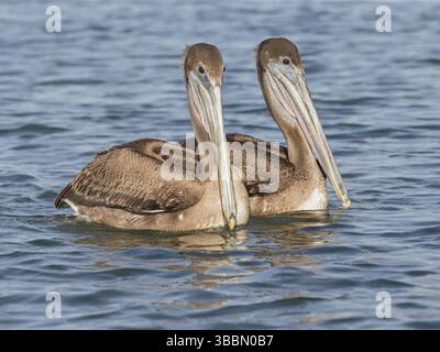 Pélican brun (Pelecanus occidentalis), Cuba, Amérique centrale Banque D'Images