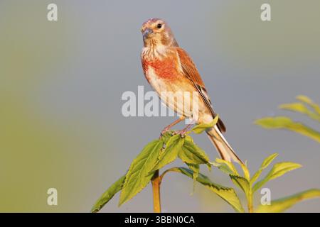 Linnet commun, Linaria cannabina, petit oiseau passereau assis sur une végétation verte. Linnet rouge dans l'habitat naturel, République tchèque, Europe Banque D'Images