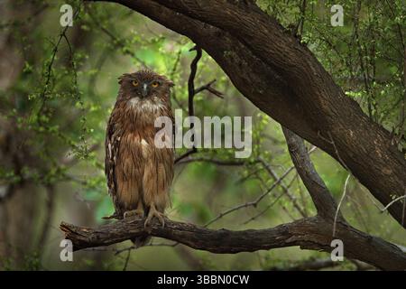 Hibou brun, Ketupa zeylonensis, oiseau rare d'Asie. Inde beau hibou dans la nature habitat de forêt. Oiseau de Ranthambore, Inde. Hibou des poissons assis Banque D'Images