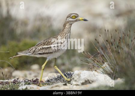 Courlis de pierre eurasien (Burhinus oedicnemus), Chypre, Europe Banque D'Images