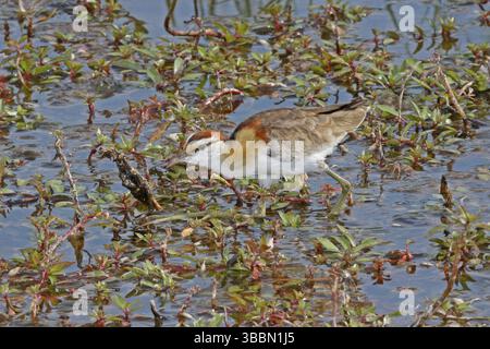 Petite Jacana, (Microparra capensis) Banque D'Images