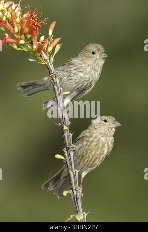 Finch (Haemorhous mexicanus) femelle, Arizona, USA, Amérique du Nord Banque D'Images