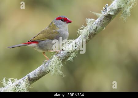 Finlandais à sourcils rouges (Neochmia temporalis) perché sur une branche dans l'est de l'Australie Banque D'Images