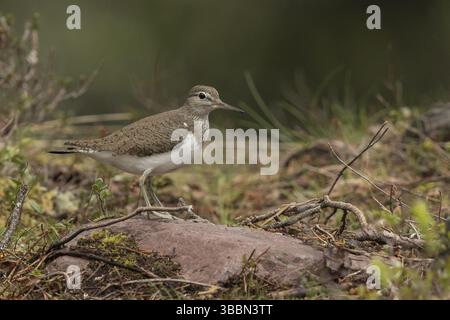 Piper de sable commun (Actitis hypoleucos) perché sur un rocher, Dalarna, Suède, Europe Banque D'Images