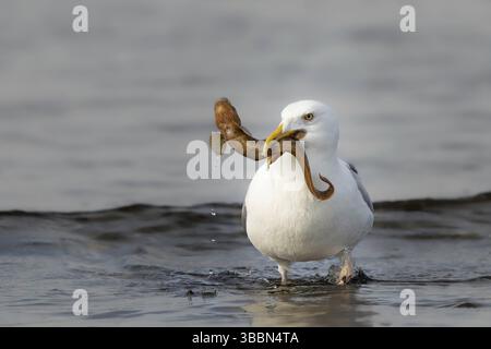 Goéland argenté d'Europe (Larus argentatus) avec proie d'anguille vivipare (Zoarces viviparous) dans son bec, Smaland, Suède, Europe Banque D'Images