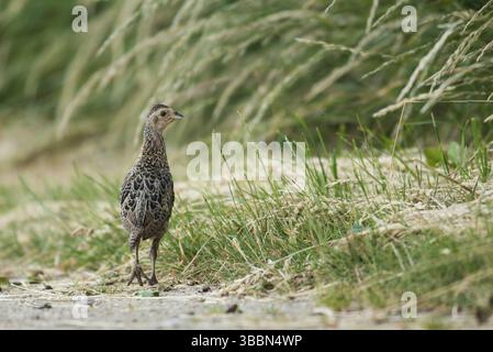 Faisan commun (Phasianus colchicus) juvénile, Schleswig-Holstein, Allemagne, Europe Banque D'Images