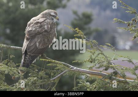 Buzzard commun (Buteo buteo), Saxe, Allemagne, Europe Banque D'Images