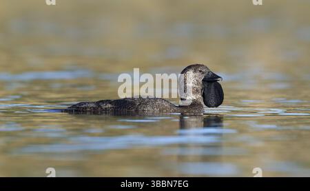 Canard musqué (Biziura lobata) mâle, Victoria, Australie, Océanie Banque D'Images