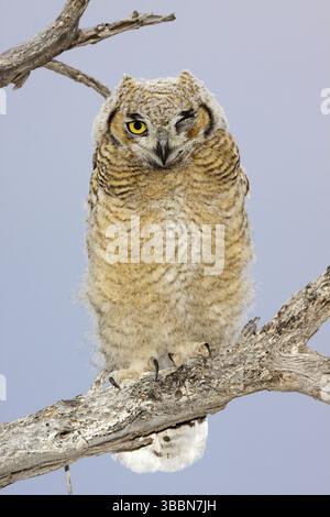 Grand-duc d'Amérique Bubo virginianus Tucson, Arizona, United States 1 immatures Juin Strigidae Banque D'Images
