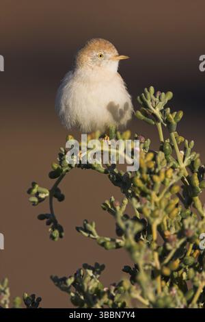 Paruline du désert africain (Sylvia Deserti), Maroc, Afrique Banque D'Images