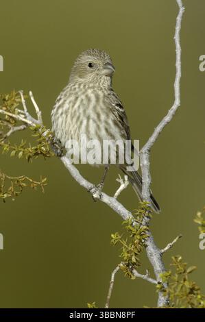 Finch (Haemorhous mexicanus) femelle, Arizona, USA, Amérique du Nord Banque D'Images