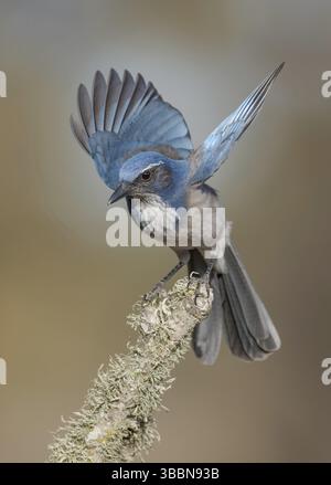 California Scrub Jay (Aphelocoma californica), Californie, États-Unis, Amérique du Nord Banque D'Images