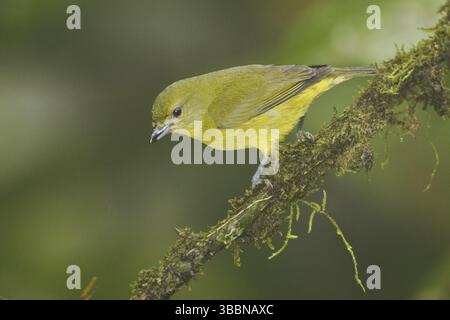 Femelle Euphonia (Euphonia xanthogaster) à ventre orange, Équateur, Amérique du Sud Banque D'Images