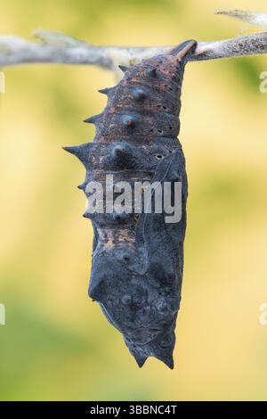 Die Puppe des Trauermantel (Nymphalis antiopa) Banque D'Images